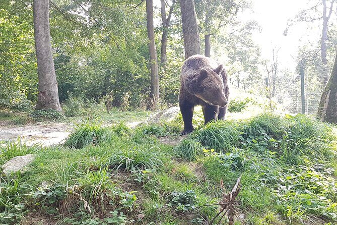Bears Sanctuary, Dracula Castle and Brasov City - Full Day Trip from Bucharest - Practicalities and What to Expect