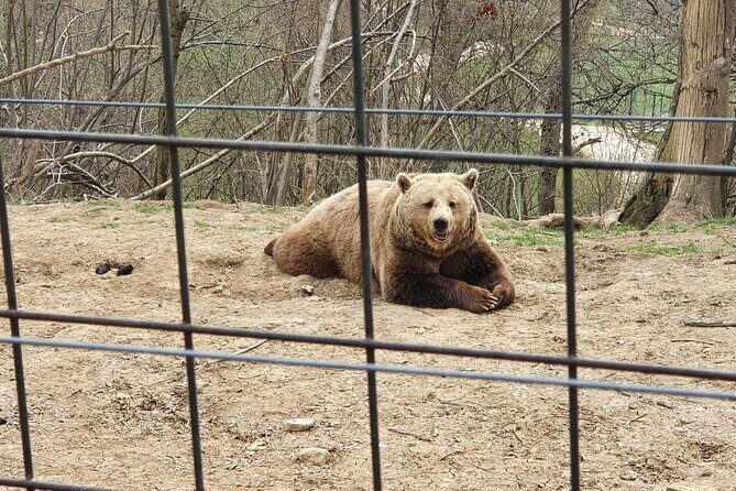 Bears Sanctuary, Dracula Castle and Brasov City - Full Day Trip from Bucharest - Who Will Love This Tour?