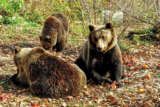 Bears Sanctuary, Dracula's Castle and Braov City - Private Tour - The Practicalities
