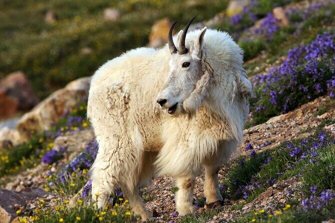 Beartooth Highway Private Tour With Wildlife Guide - Discover the Beartooth Highway with a Private Wildlife Guide