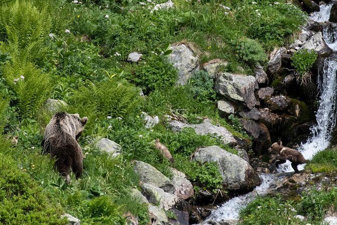 Bearwatching Hiking Day Tour in High Tatras from Poprad - An In-Depth Look at the Bearwatching Experience