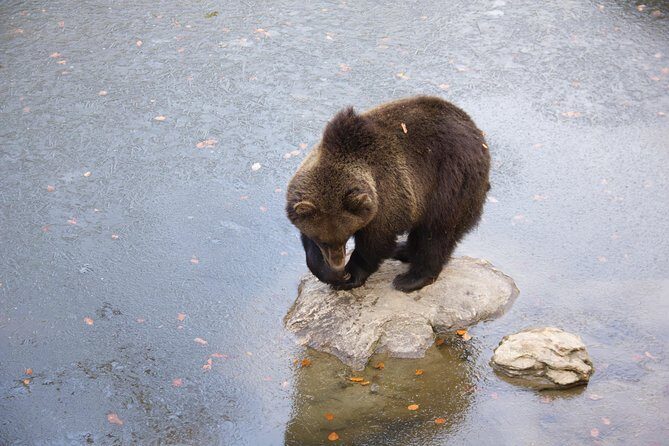 Bearwatching Hiking Day Tour in High Tatras from Poprad - Who Will Love This Tour?
