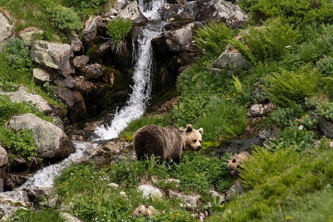 Bearwatching Hiking Day Tour in High Tatras from Poprad - The Sum Up