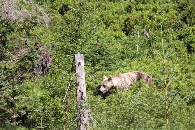 Bearwatching Hiking Day Tour in High Tatras from Poprad - FAQ