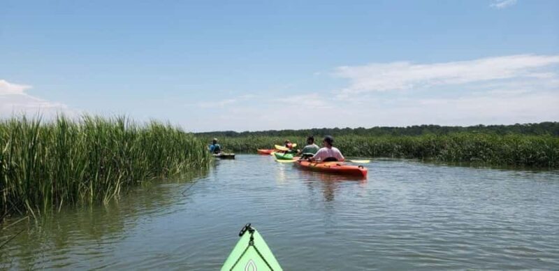Beaufort: Guided Kayak Tour with Wildlife Viewing - Key Points