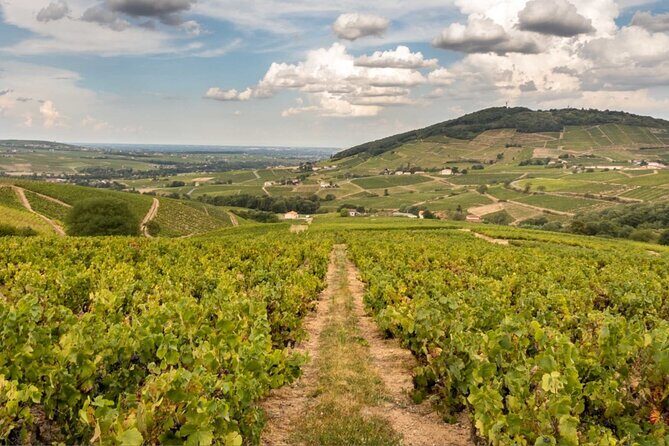 Beaujolais 100% wine tour Small-Group Tour with Tasting from Lyon - A Deep Dive into the Beaujolais 100% Wine Tour from Lyon
