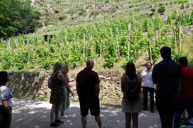 Beaujolais 100% wine tour Small-Group Tour with Tasting from Lyon - An Authentic Journey through the Beaujolais Region