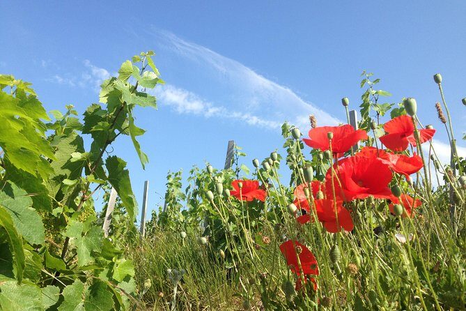 Beaujolais Crus Wines & Castles (9:00 am - 1:30 pm) - Small Group Tour from Lyon - An In-Depth Look at the Beaujolais Crus Tour