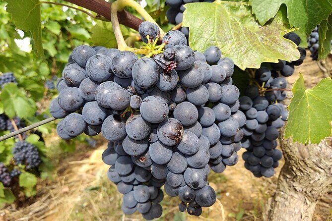 Beaujolais Half Day Wine Tasting Tour - A Detailed Look at What to Expect