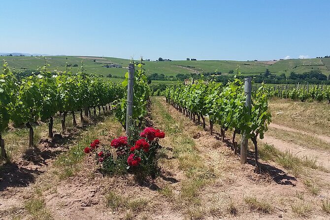 Beaujolais Region Wine Tasting Private Day Tour from Lyon - An In-Depth Look at the Beaujolais Private Tour