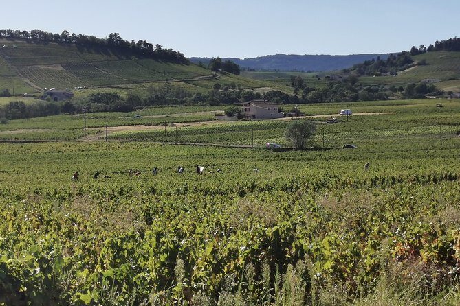 Beaujolais wine tour from Lyon half day - Experience the Charm of Beaujolais on a Half-Day Tour from Lyon