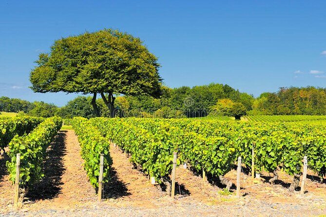 Beaujolais wine tour from Lyon half day - Key Points