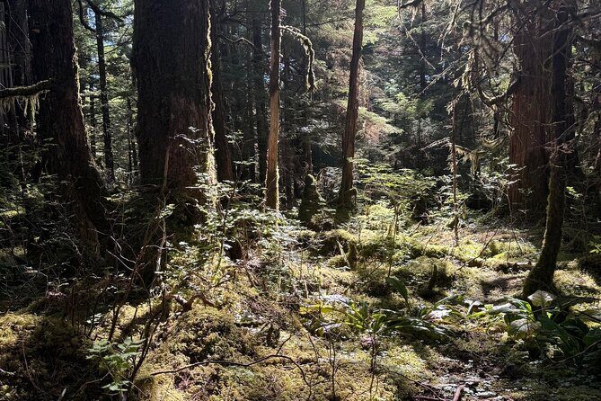 Beautiful Hike on Tongass National Forest's Lunch Creek Trail - A Closer Look at the Lunch Creek Trail Hiking Experience