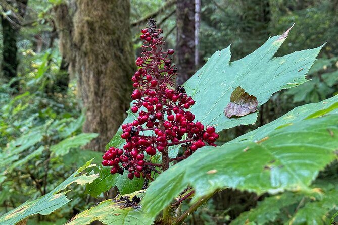 Beautiful Hike on Tongass National Forest's Lunch Creek Trail - What Do Travelers Say? Authentic Perspectives