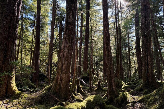 Beautiful Hike on Tongass National Forest's Lunch Creek Trail - Final Thoughts: Who Should Consider This Tour?