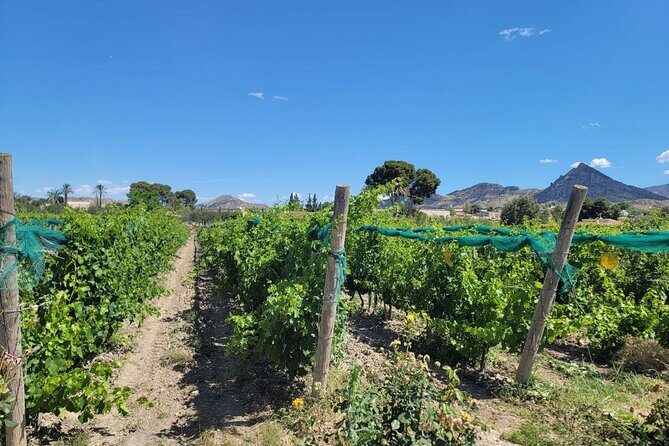 Beautiful Winery in the Alicante - FAQ: Your Questions Answered