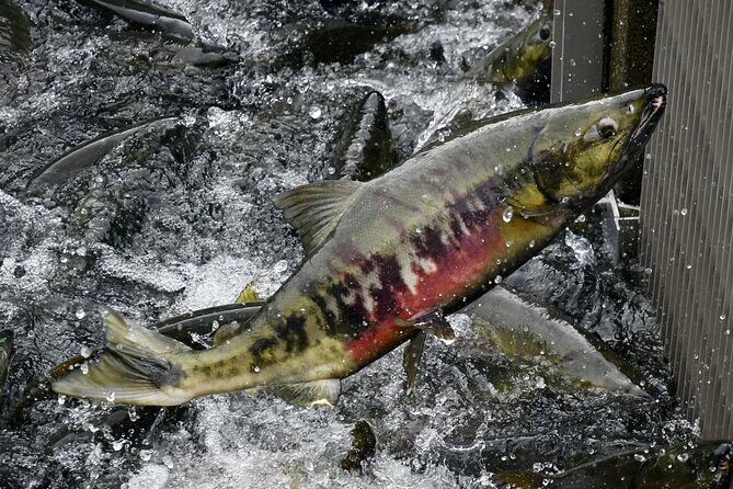 Beauty and the Beer Private Sightseeing and Brewery in Juneau - Who Will Love This Tour?