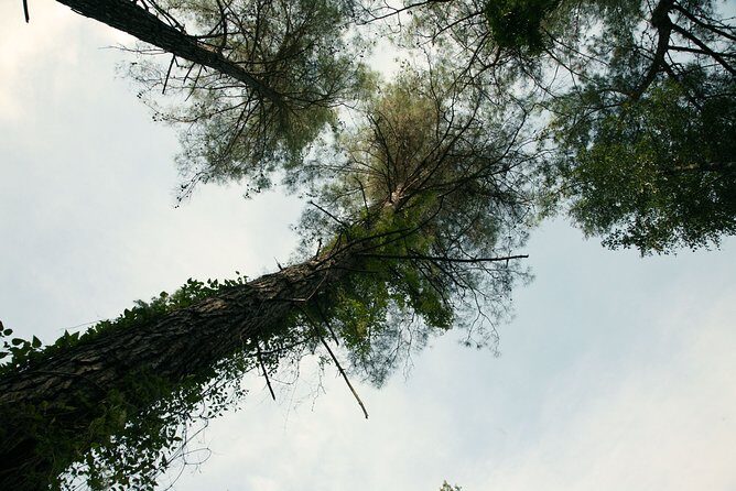 Beauty, Nature and Charm of Troodos Mountains from Paphos - Who Will Enjoy This Tour?