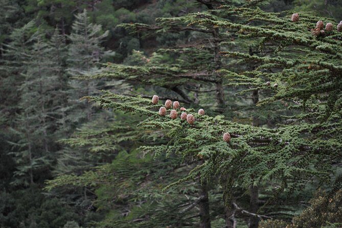 Beauty, Nature and Charm of Troodos Mountains from Paphos - Final Thoughts: Is This Tour Right for You?