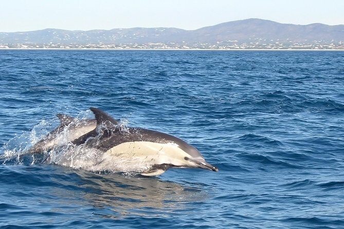 Become a dolphin protector! Lisbon Eco-dolphin watching - Detailed Review of Lisbon Eco-Dolphin Watching Tour