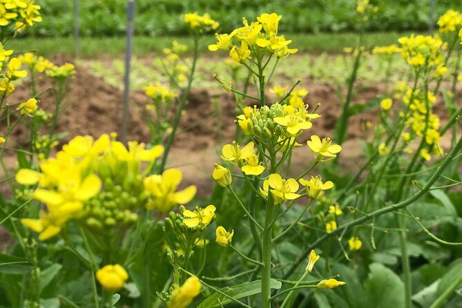 Become a Farmer at Tra Que Vegetable Village included cooking class and Foot Massage - FAQs