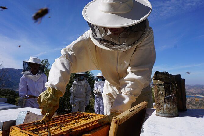 Bee Excursions in the Sierra de Cadiz - Key Points