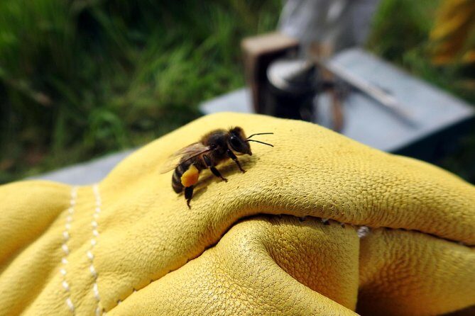 Bee Excursions in the Sierra de Cadiz - Who Will Appreciate This Experience?