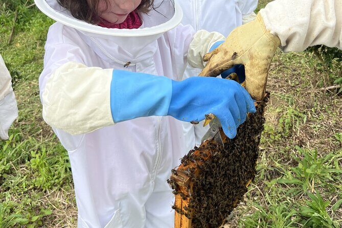 Bee Inspired: A Journey in São Miguel and a Visit to an Apiary - Key Points
