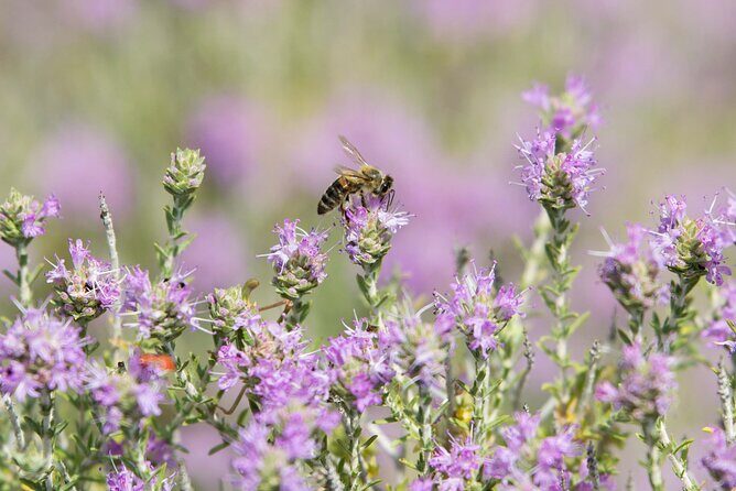 Beekeeping and Honey Stories in Itea - FAQ