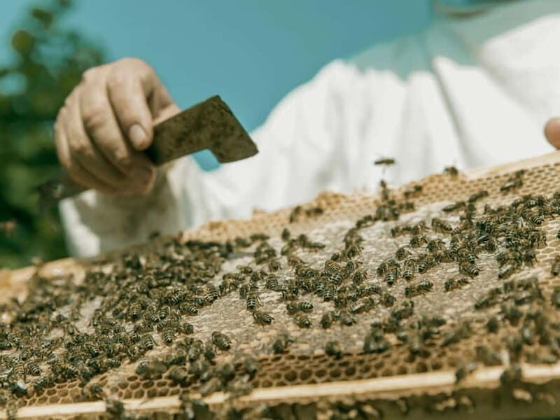 Beekeeping Tour and Honey Tasting Experience in Monferrato - The Value for Travelers