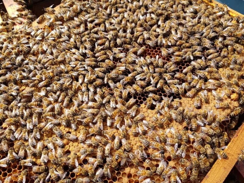 Beekeeping Tour and Honey Tasting Experience in Monferrato - The Sum Up