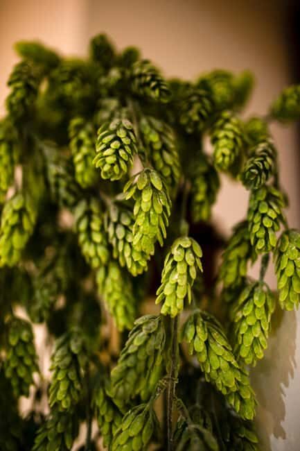 BEER SPA Niedermorschwihr - FAQ