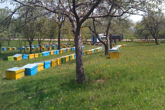 Bees Adventure in Romania - Private Day Trip from Bucharest - A Detailed Look at the Bees Adventure Tour