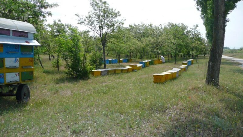 Bees in Romania - Private Beekeeping Lesson and Local Lunch - The Sum Up