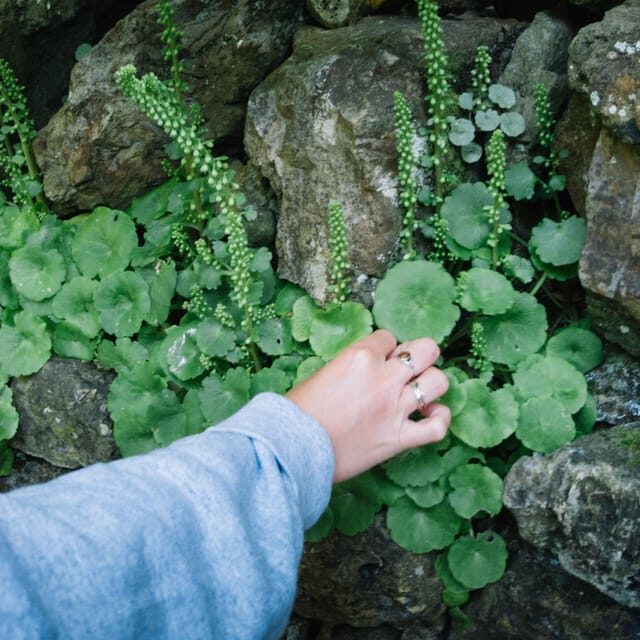 Beginner Foraging Walk: Wild food walking tour & tasters - An In-Depth Look at the Foraging Experience