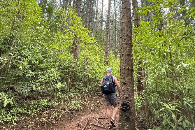 Beginner Forest Hike to a Refreshing Hawaiian Stream - Exploring Oahu’s Hidden Forest: What You Can Expect