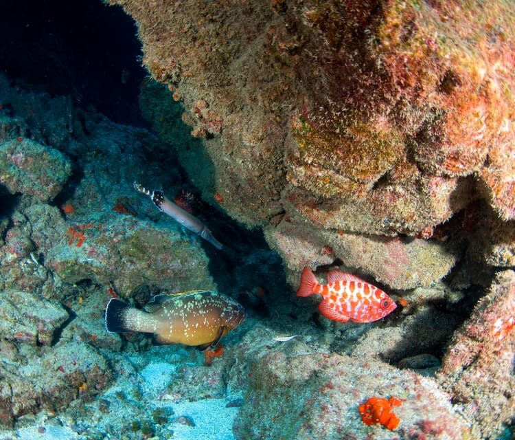 Beginner Scuba Dive with Scubapoint Tenerife in Turtle Area - Who Should Book This Experience?