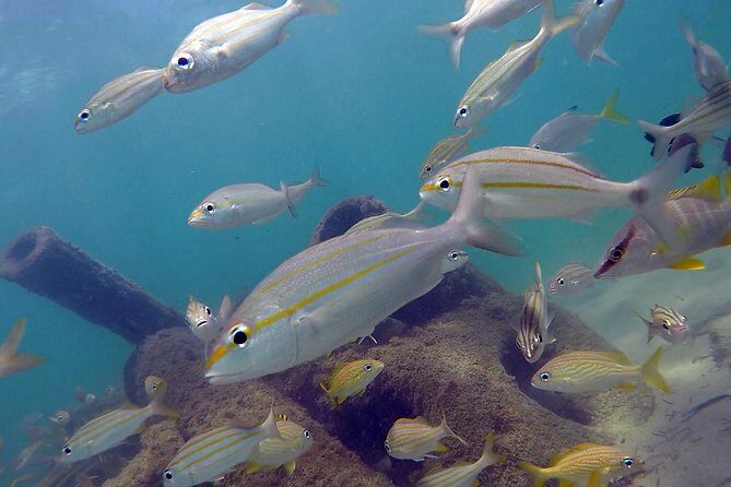 Beginner Scuba Diving with Turtles and Videos, San Juan - The Value for the Price