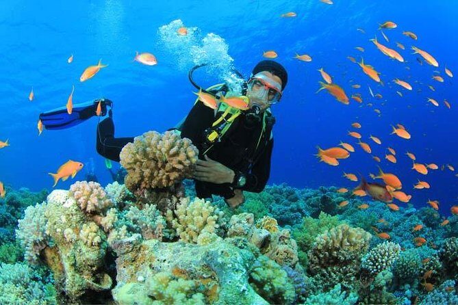 Beginners Scuba Diving Experience in Gran Canaria - Beginners Scuba Diving Experience in Gran Canaria