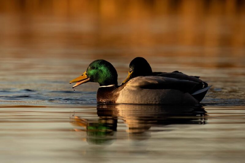 Beginners Wildlife Photography Workshop - Beginners Wildlife Photography Workshop: A Practical Guide to Capturing Nature