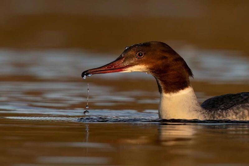 Beginners Wildlife Photography Workshop - An In-Depth Look at the Wildlife Photography Workshop