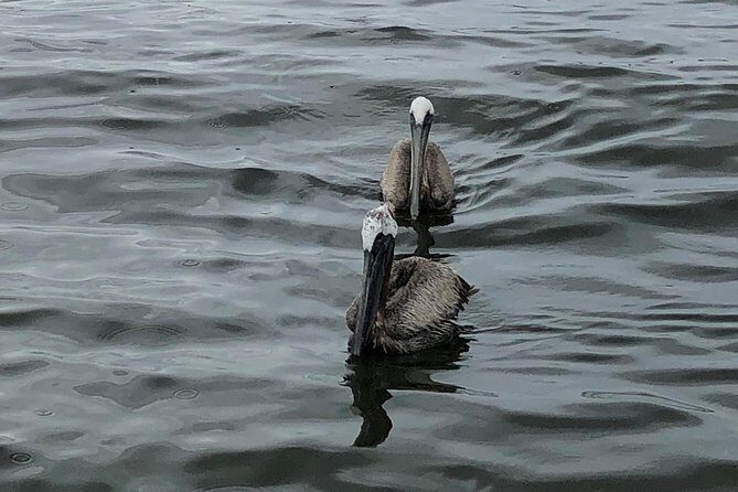 Behind the Scenes of Shem Creek Shrimp Walking Tour - Why This Tour Is a Great Value