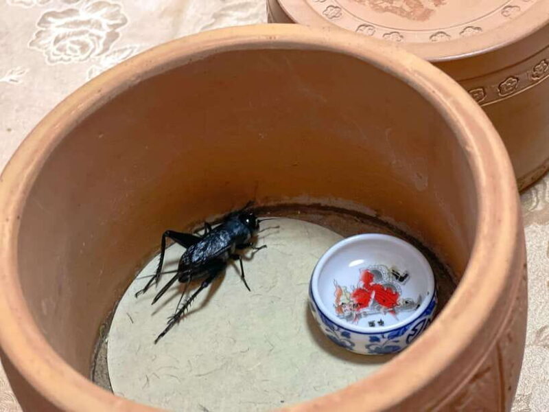 Beijing: Best Hutongs Cultural Tour for the Cricket Fights - A Closer Look at the Experience