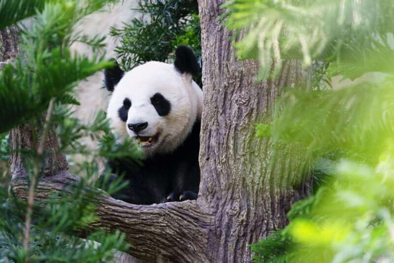 Beijing: Panda House Ticket (Zoo) October-limited Discount - Key Points