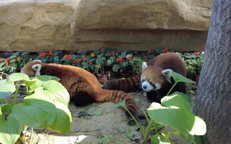 Beijing: Panda House Ticket (Zoo) October-limited Discount - The Experience in Detail