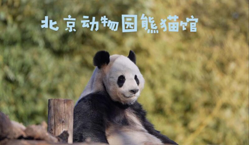 Beijing: Panda House Ticket (Zoo) October-limited Discount - FAQ