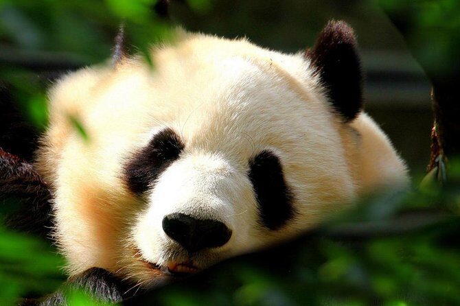 Beijing Private Tour to Beijing Panda House and Mutianyu Great Wall - An Inside Look at Your Beijing Adventure