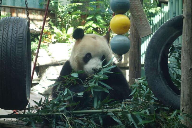 Beijing: Summer Palace and Panda House Guided Tour - FAQ