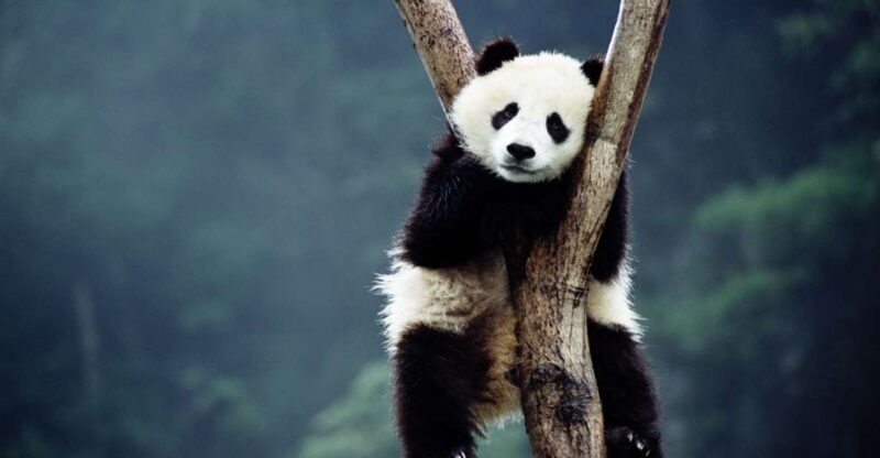 Beijing: Temple of Heaven, Panda House & Summer Palace Tour - Key Points