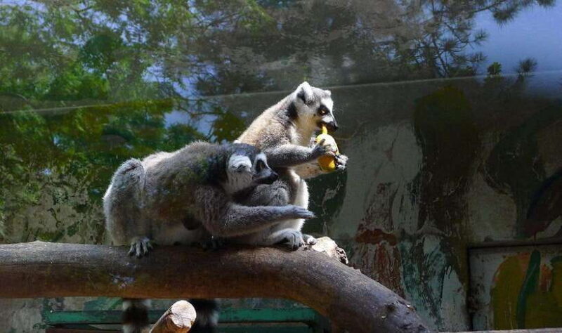 Beijing: The Beijing Zoo Entry Ticket with Pandas - FAQ